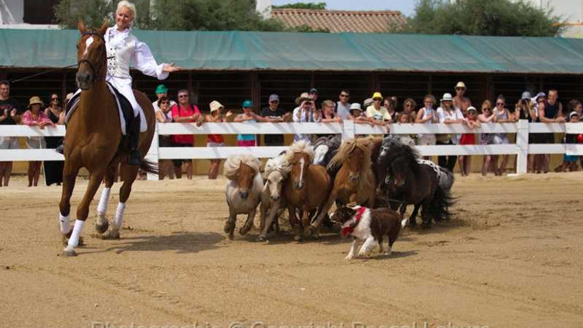 equita show bis.movie